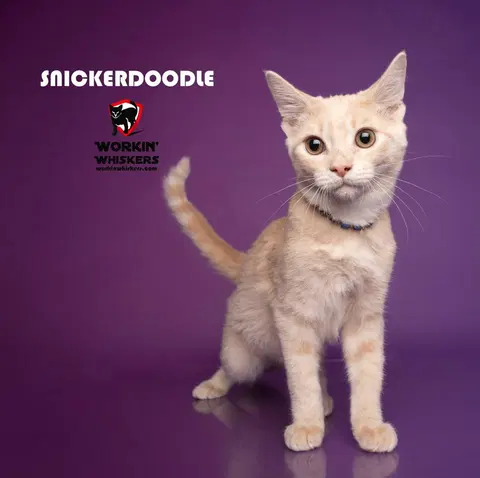 Watch the video of Snickerdoodle
