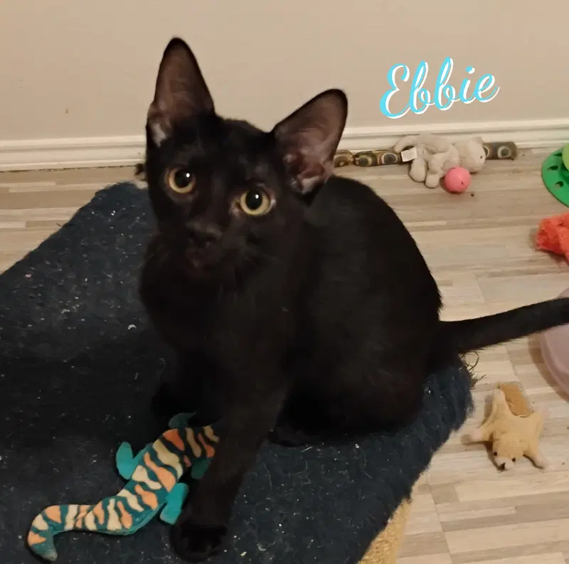 Ebbie, a female Bombay kitten up for adoption