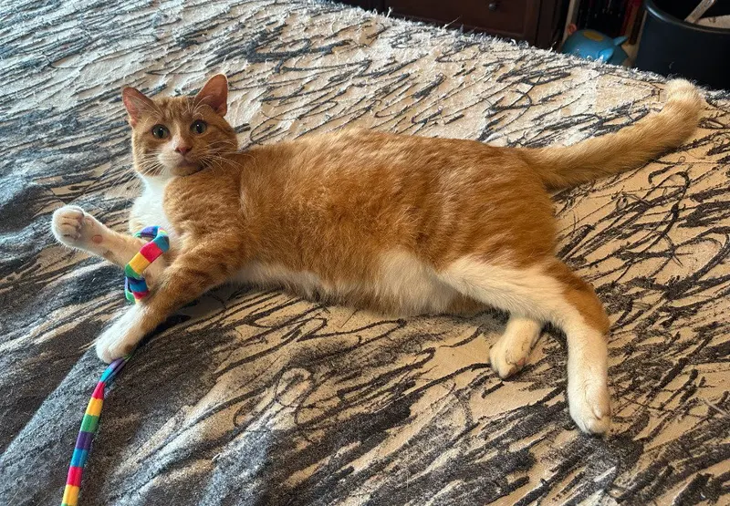 Gus, an adult male cat up for adoption