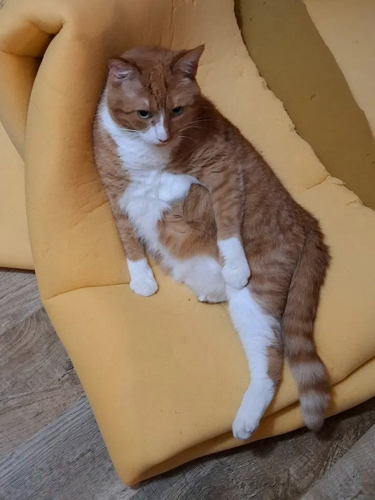 Gus, photo 2