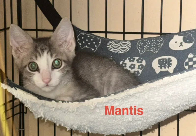 Mantis, photo 2