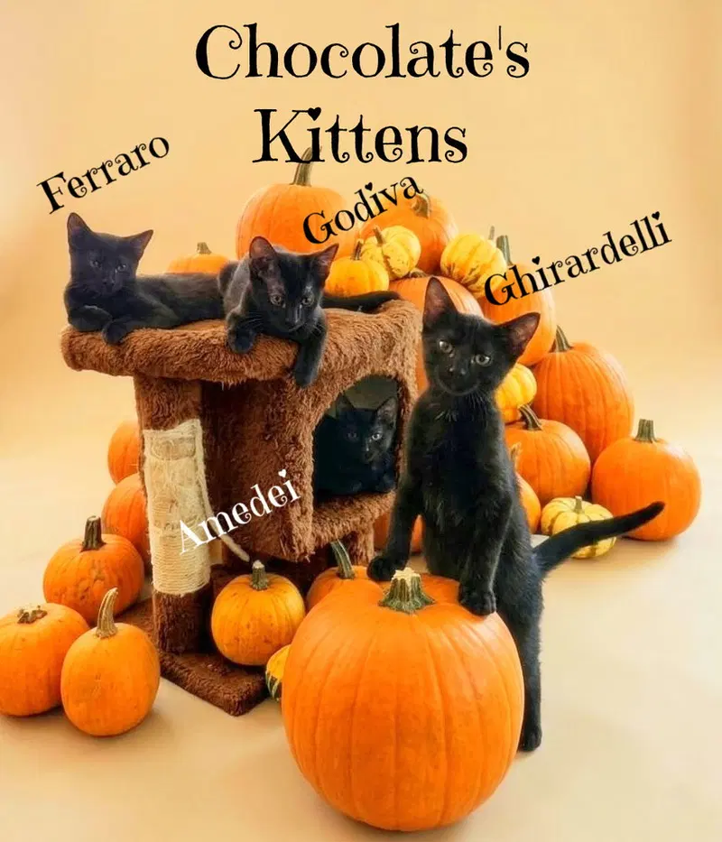 Ghirardelli kitten, a female kitten up for adoption