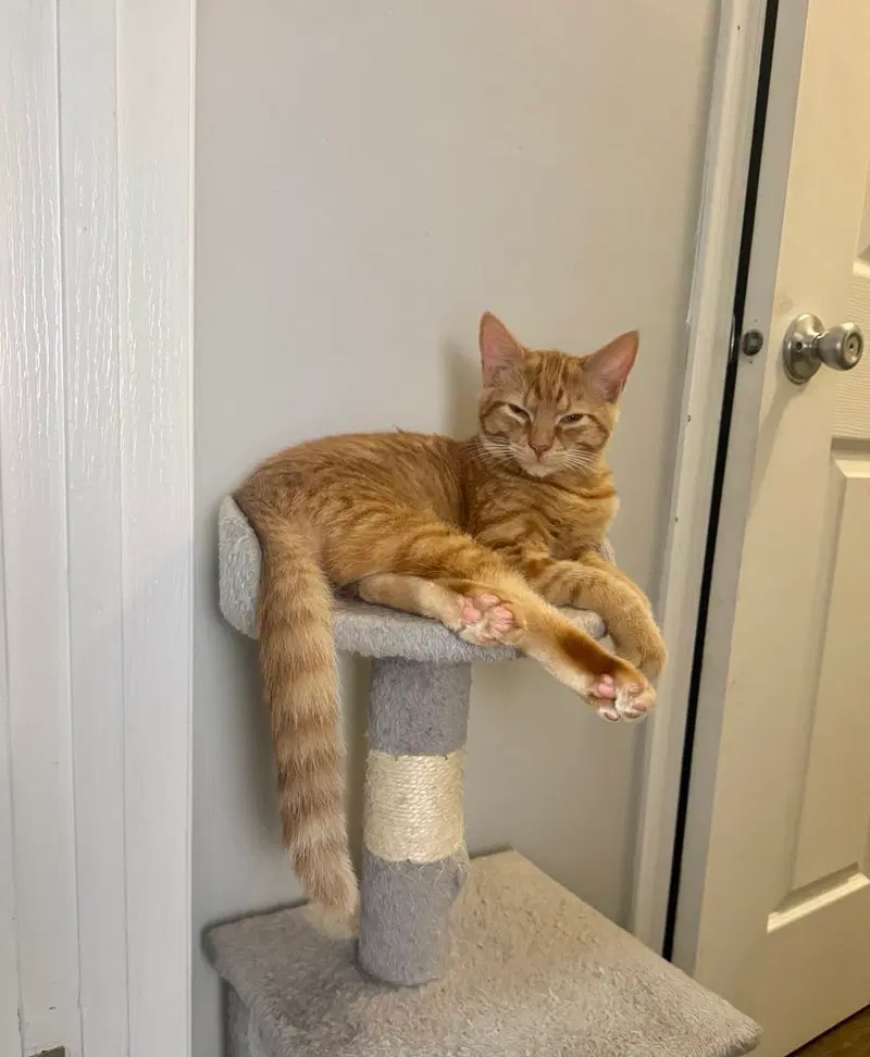Felix Kitty, a male kitten up for adoption