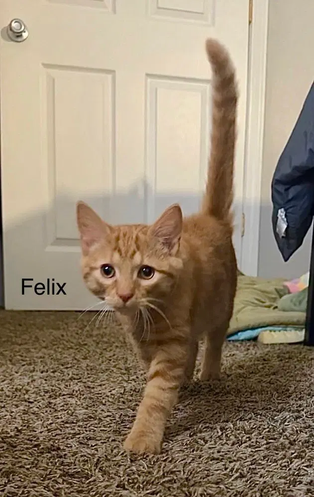 Felix Kitty, photo 2