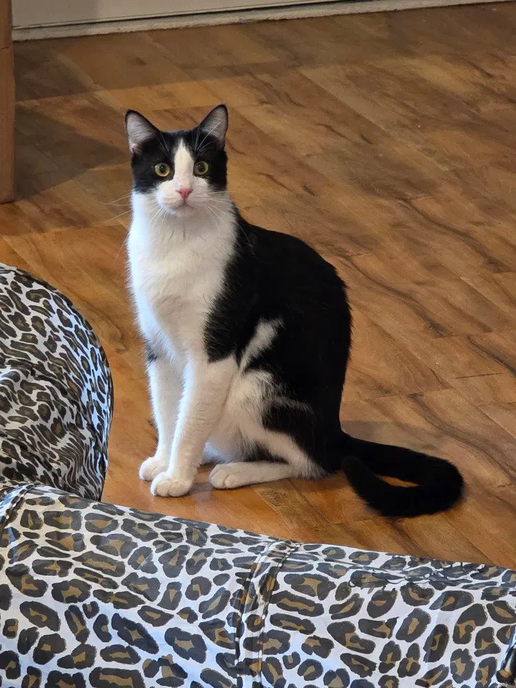 Albert W, an adult male cat up for adoption