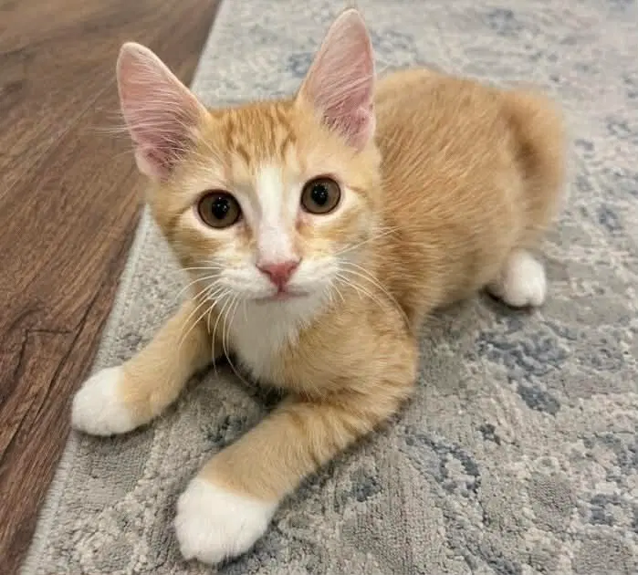 Rollie, a male kitten up for adoption
