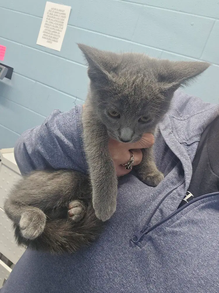 Lyla, a female kitten up for adoption