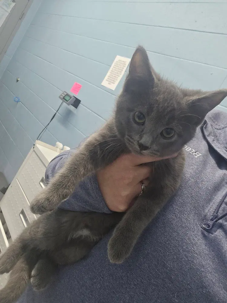 Loki, a male kitten up for adoption