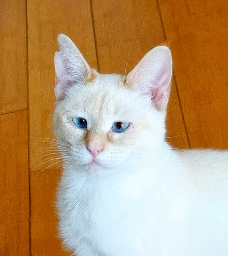 Firebug, an adult female Siamese cat up for adoption