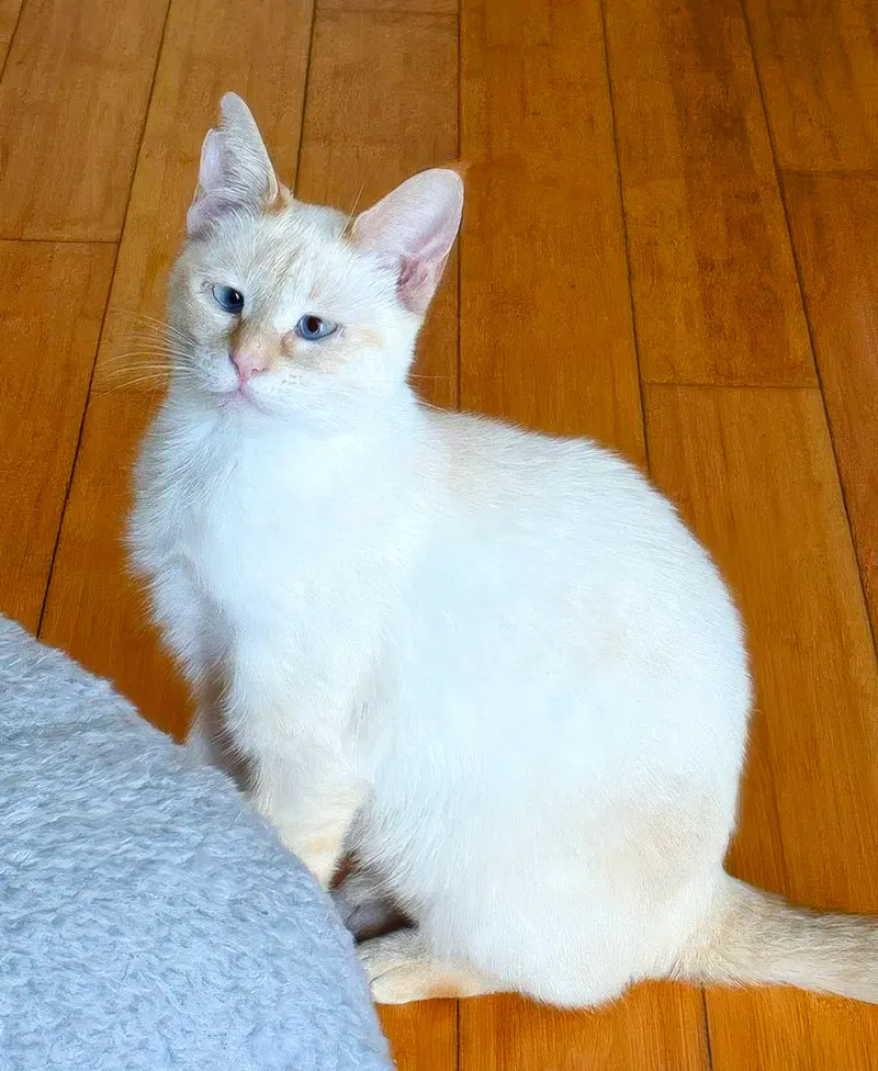 Firebug, photo 2