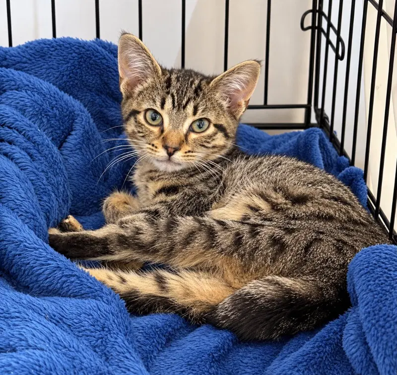 Jackie, a female kitten up for adoption