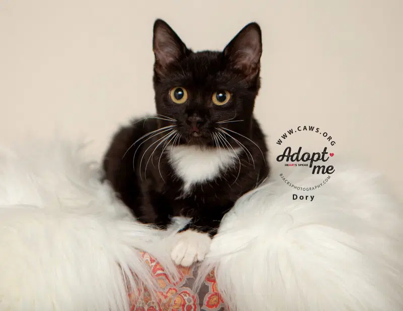 Dory, a female kitten up for adoption