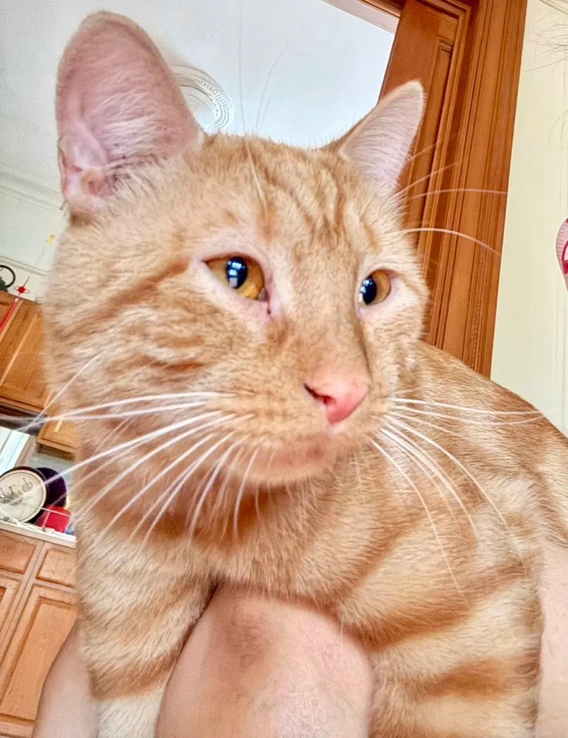 Sunrise, an adult male cat up for adoption