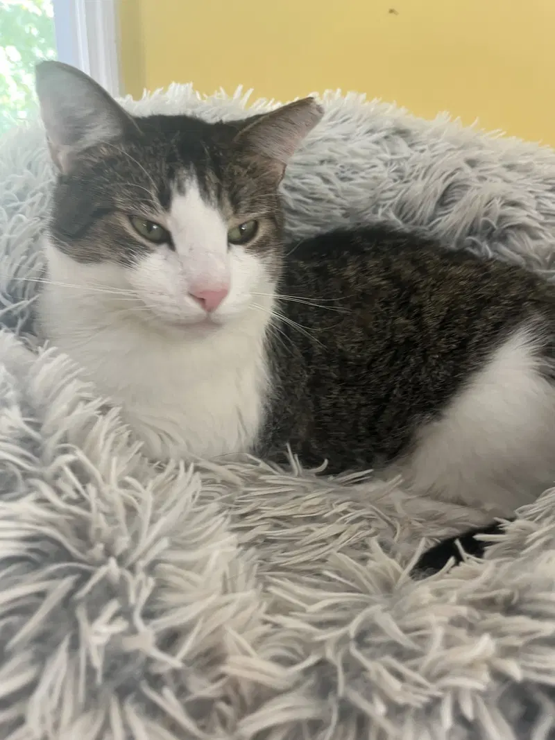 Ruskin, a young male cat up for adoption