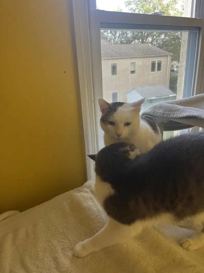Percy, a young male cat up for adoption