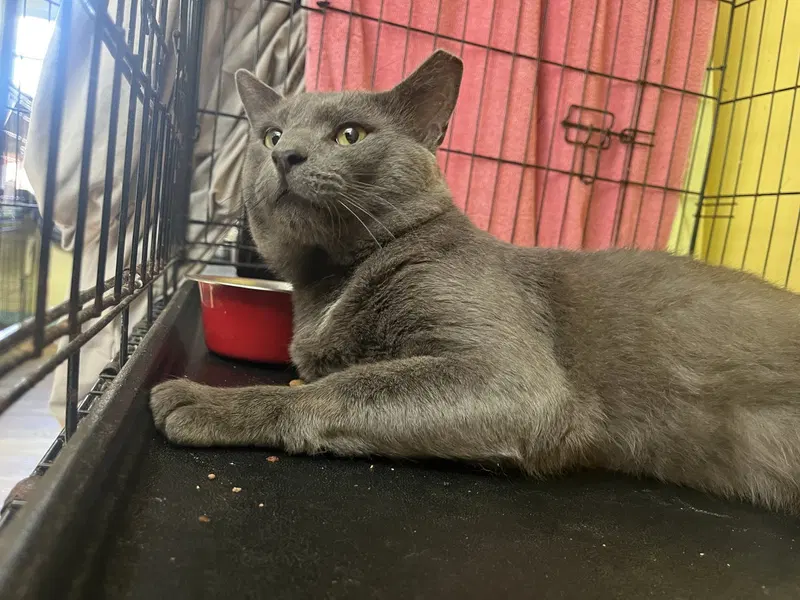 Brendt, a young male cat up for adoption