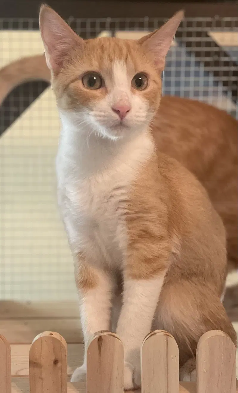Custard, a male kitten up for adoption