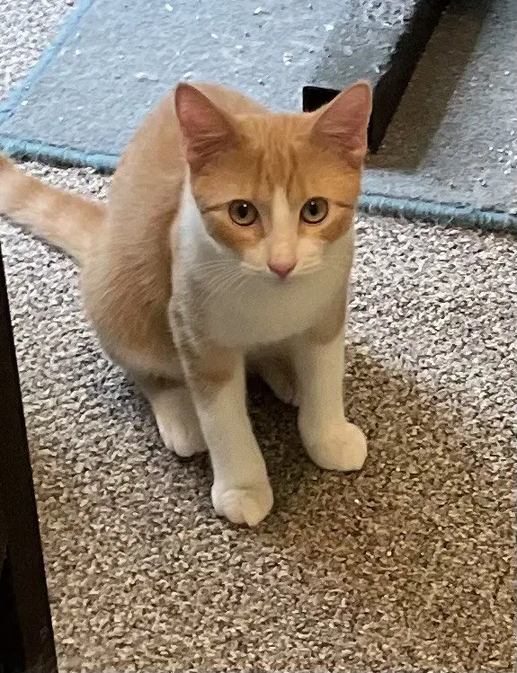 Custard, photo 3