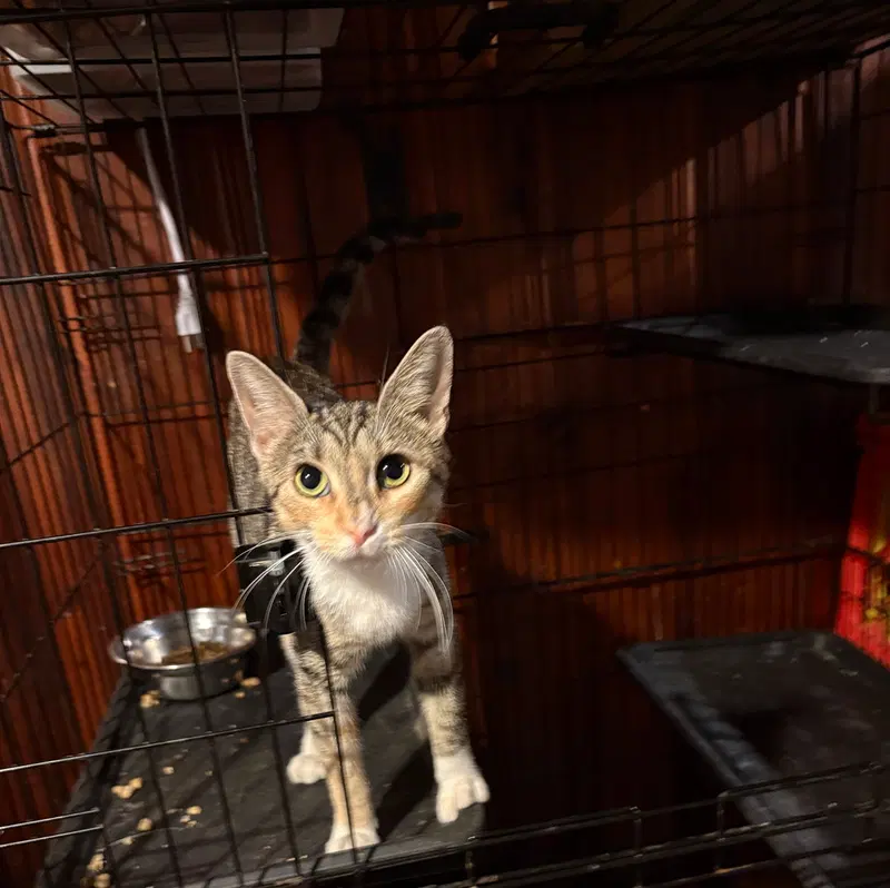 Dolly Parton, a young female cat up for adoption