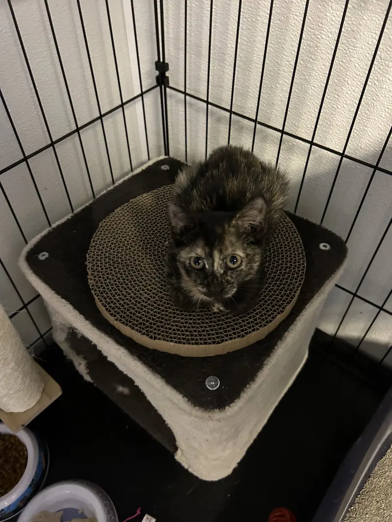 Salem, a young female Tortoiseshell cat up for adoption