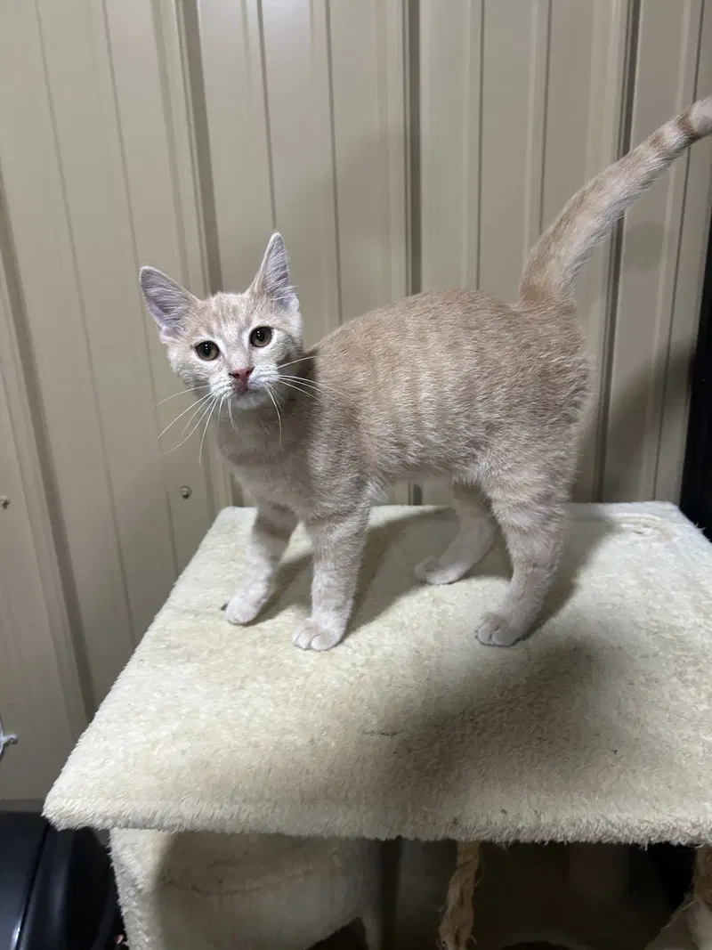 Simba, photo 4