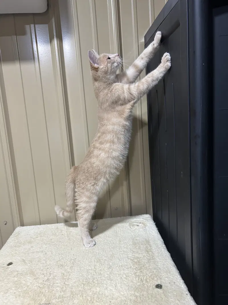 Simba, photo 3