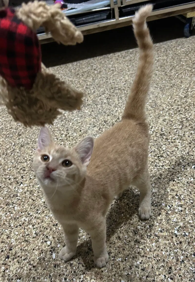 Simba, photo 2