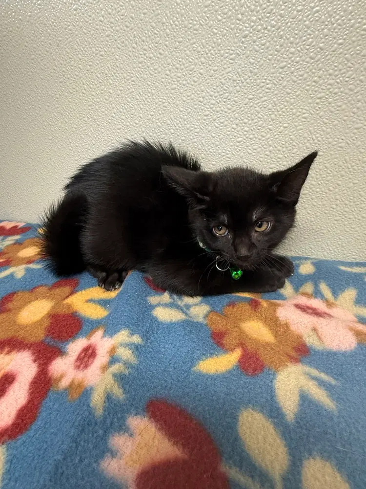 Condiment Kitties, a female kitten up for adoption