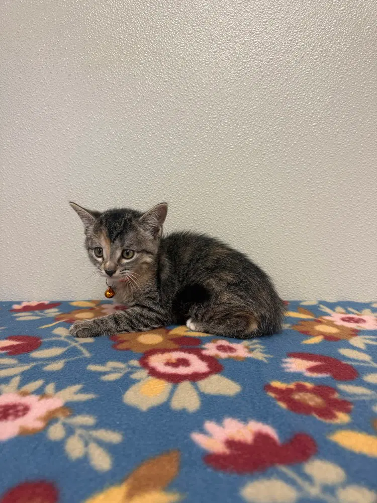 Condiment Kitties, a female kitten up for adoption