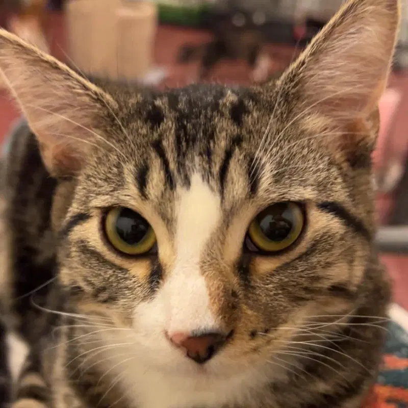 Finch, a young male cat up for adoption