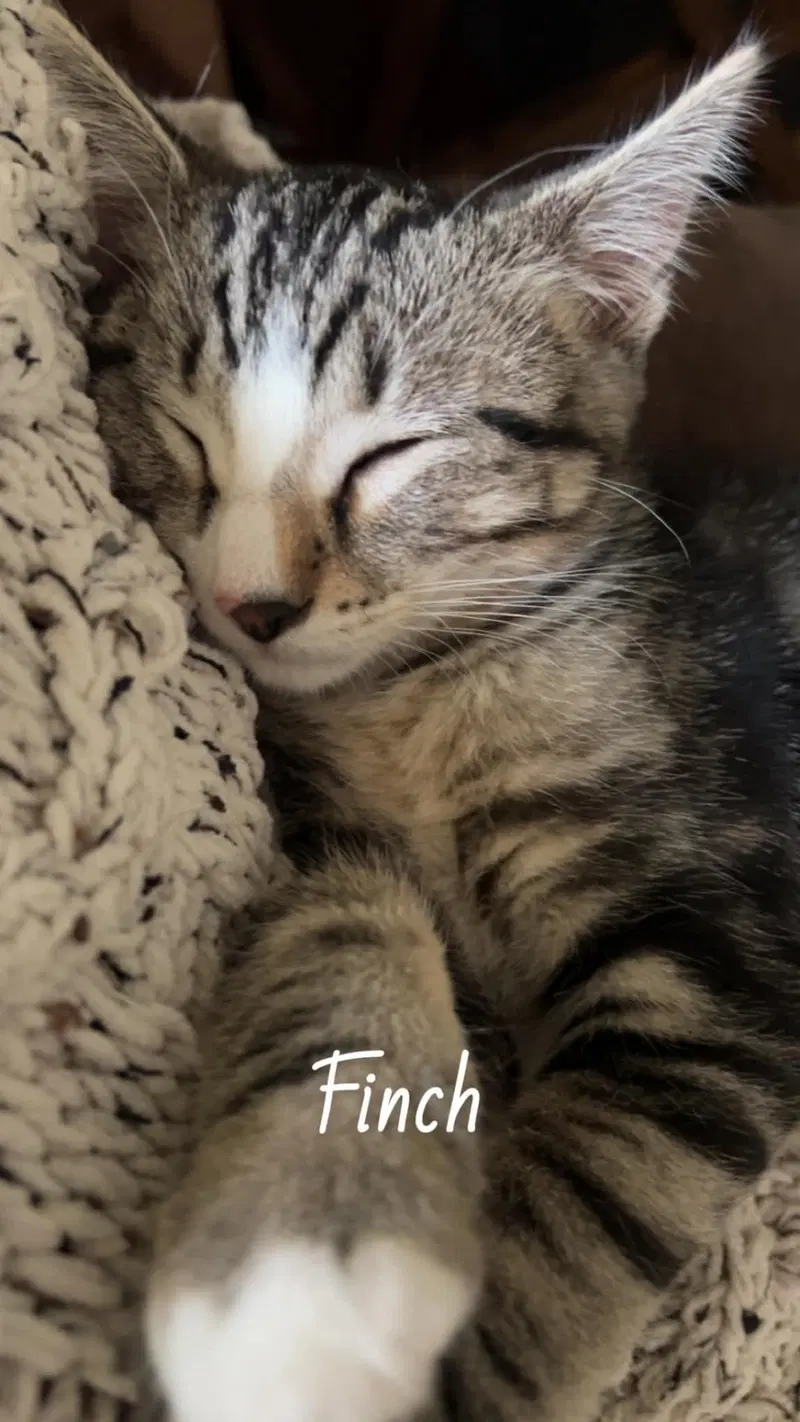 Finch, photo 2