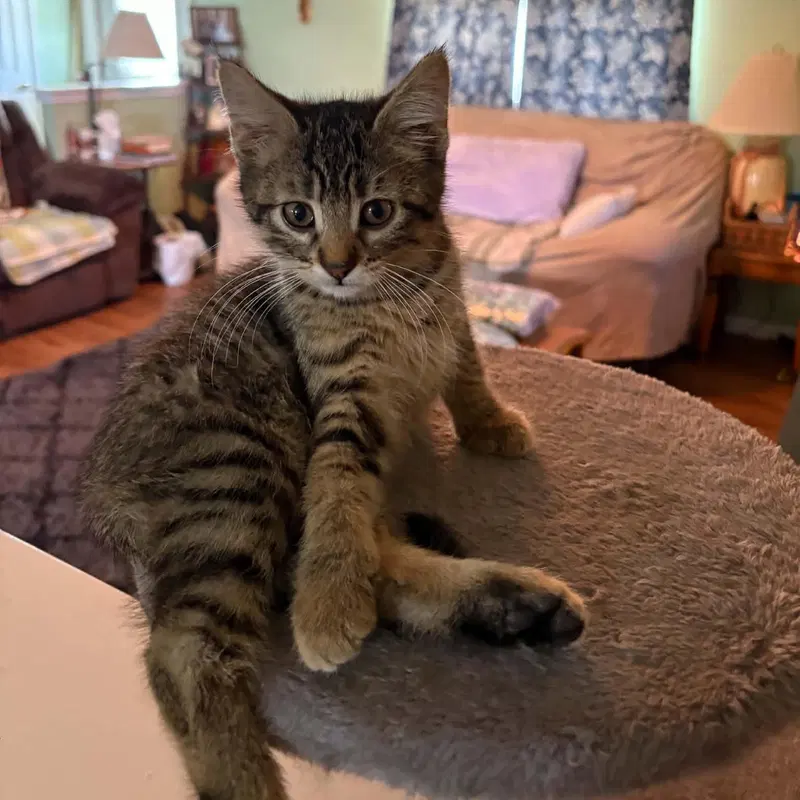 Hermione, a young female cat up for adoption