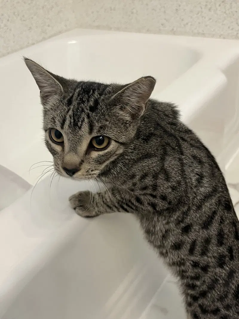 Rafi, a young male cat up for adoption