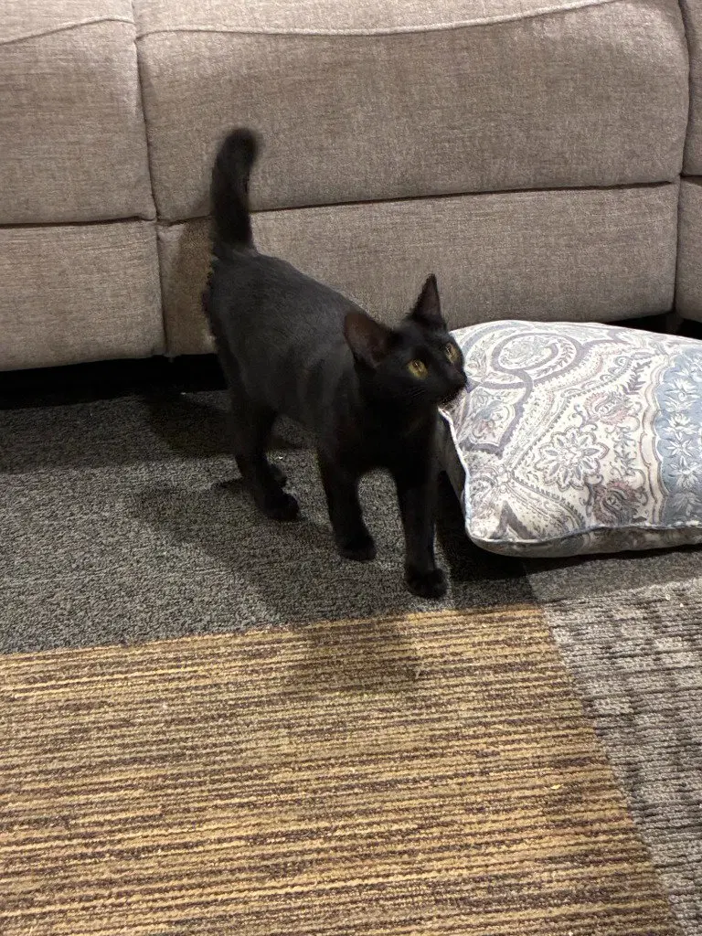 Nikki, a female kitten up for adoption