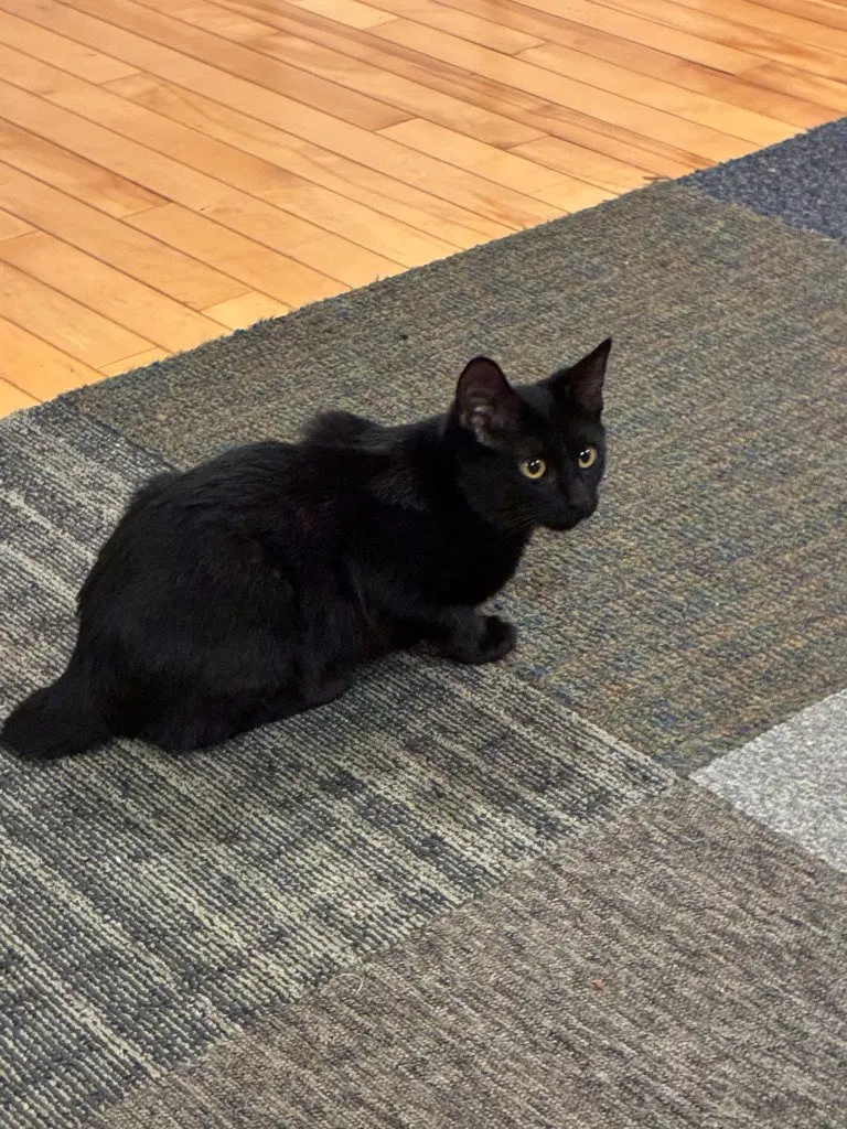 Cardi, a female kitten up for adoption