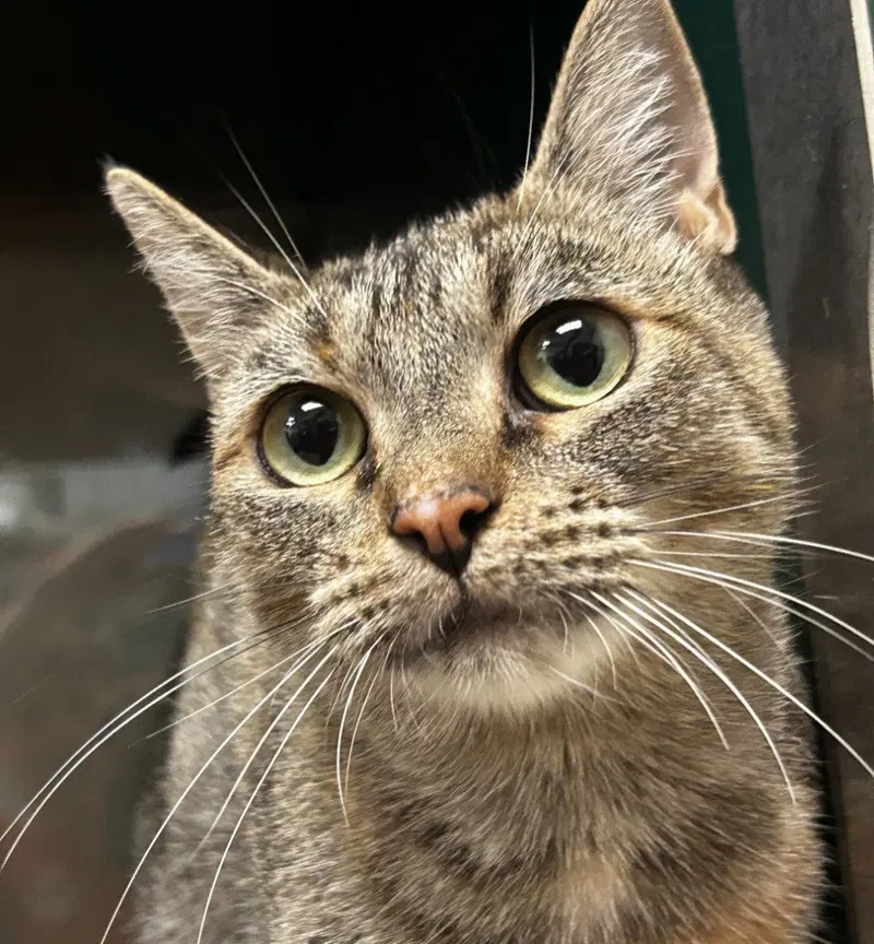 Nala, an adult female cat up for adoption