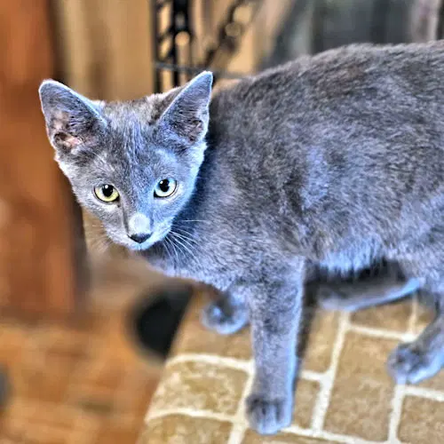 Aiden, a male kitten up for adoption