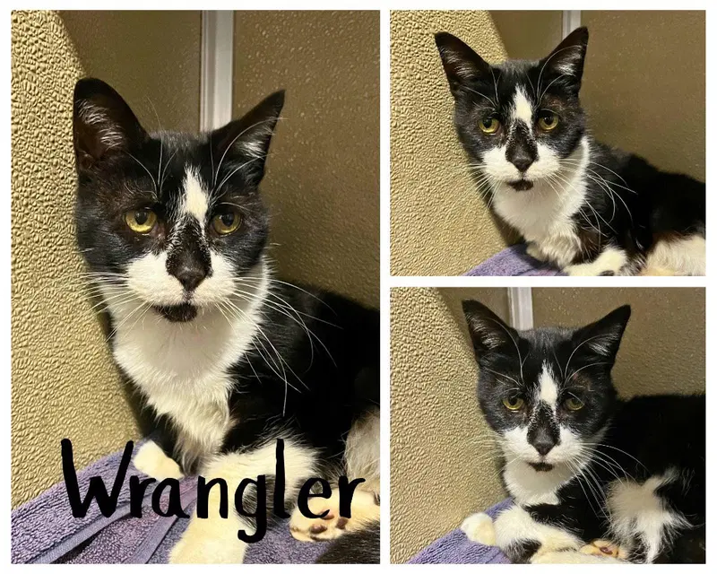 Wrangler, an adult female cat up for adoption