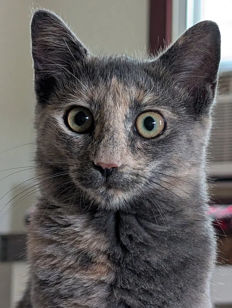 Lady Muffin, photo 3