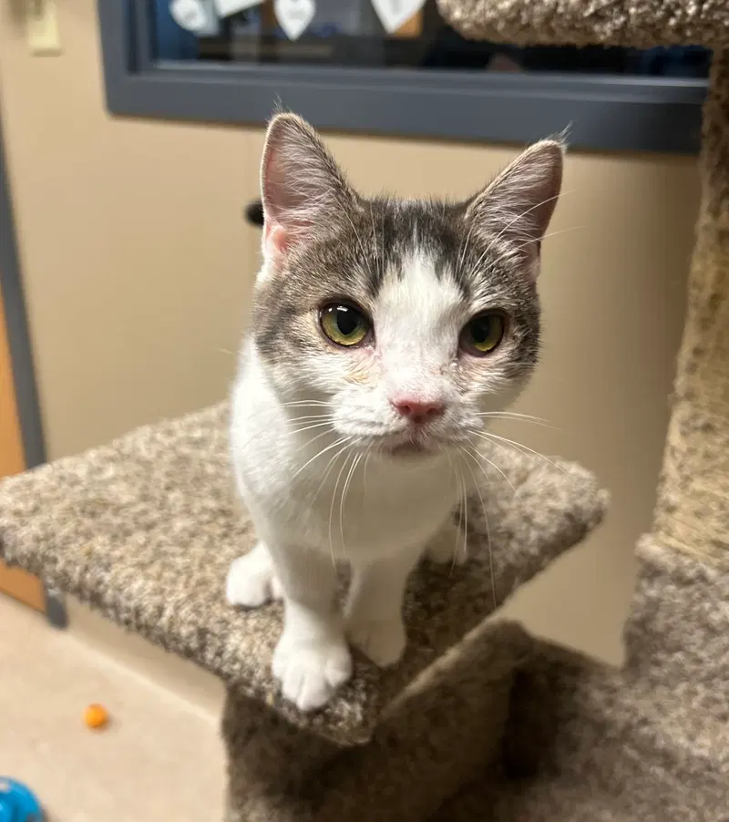 Ernie Mae, a young female cat up for adoption