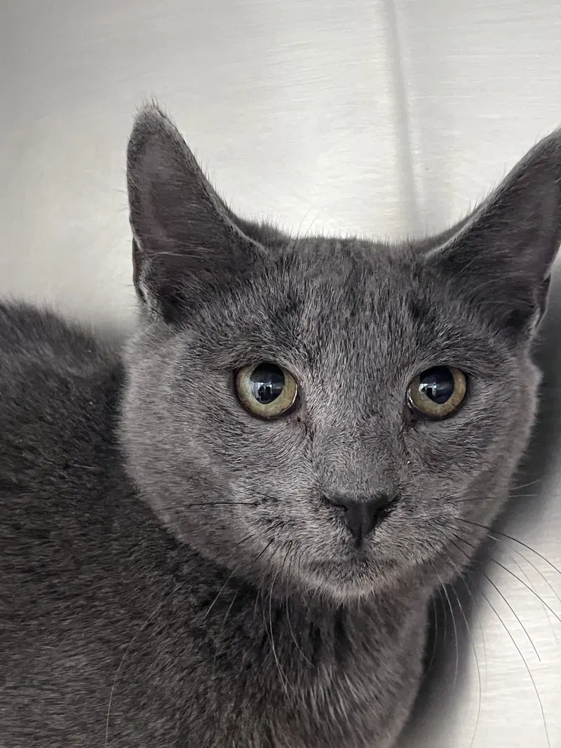 Jack, a young male cat up for adoption