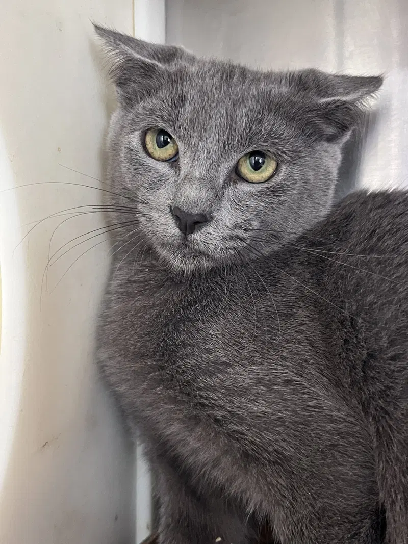 Hughes, a young male cat up for adoption
