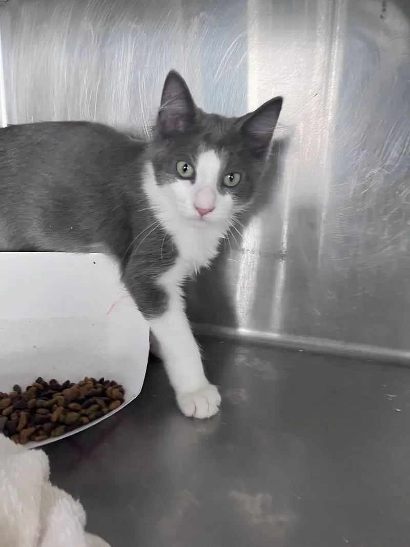 Matthew, a young male cat up for adoption