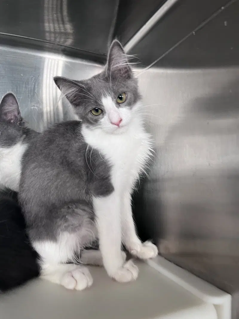 Mark, a young male cat up for adoption