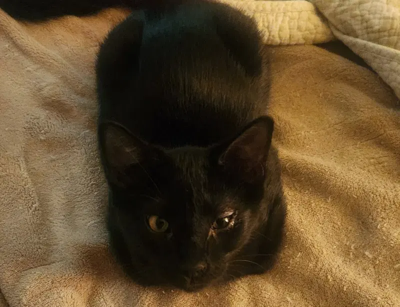 Cinder, photo 3