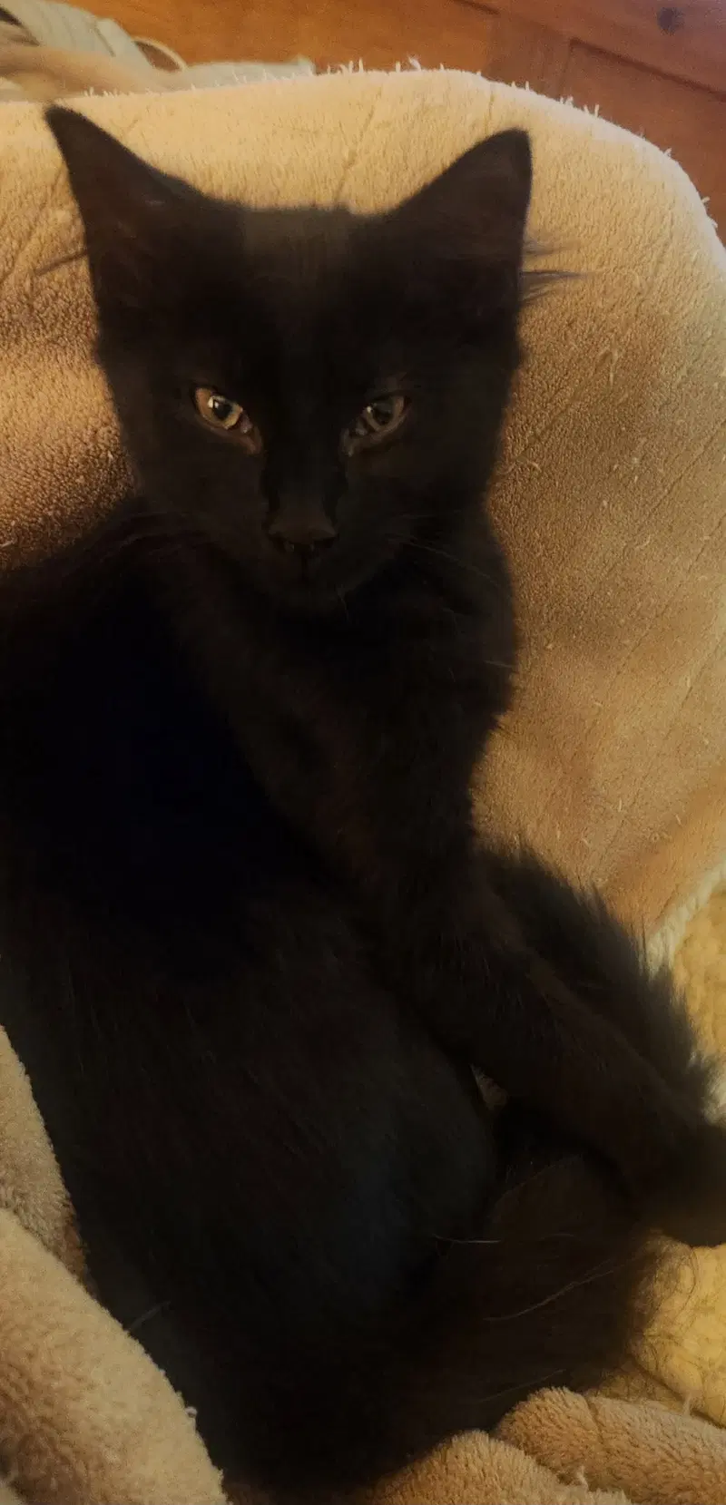 Cinder, photo 2