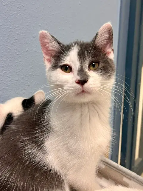 Bluey, a male kitten up for adoption