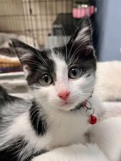Snickers, a male kitten up for adoption