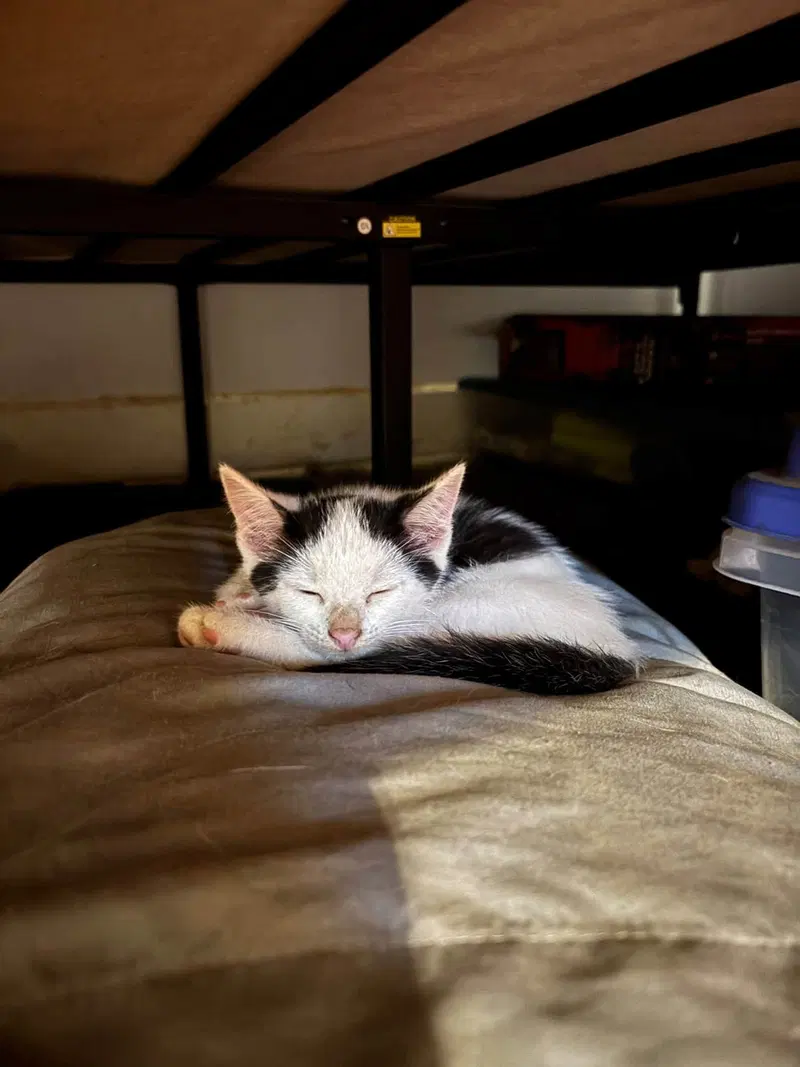 Lugnut, a male kitten up for adoption
