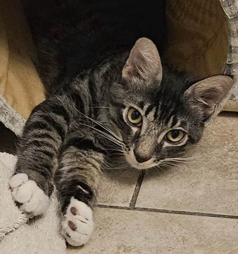 Sirius, a male kitten up for adoption